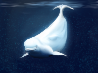 Beluga whale